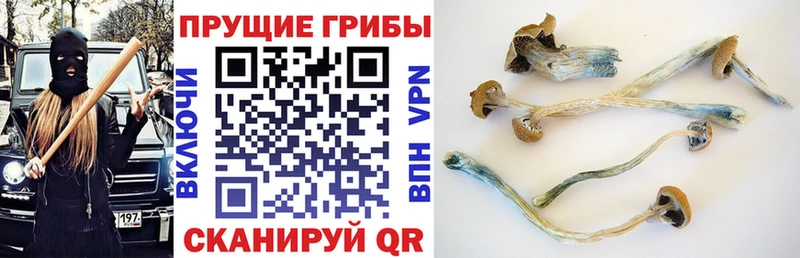 OMG ссылки купить Вельск Галлюциногенные грибы Psilocybine cubensis